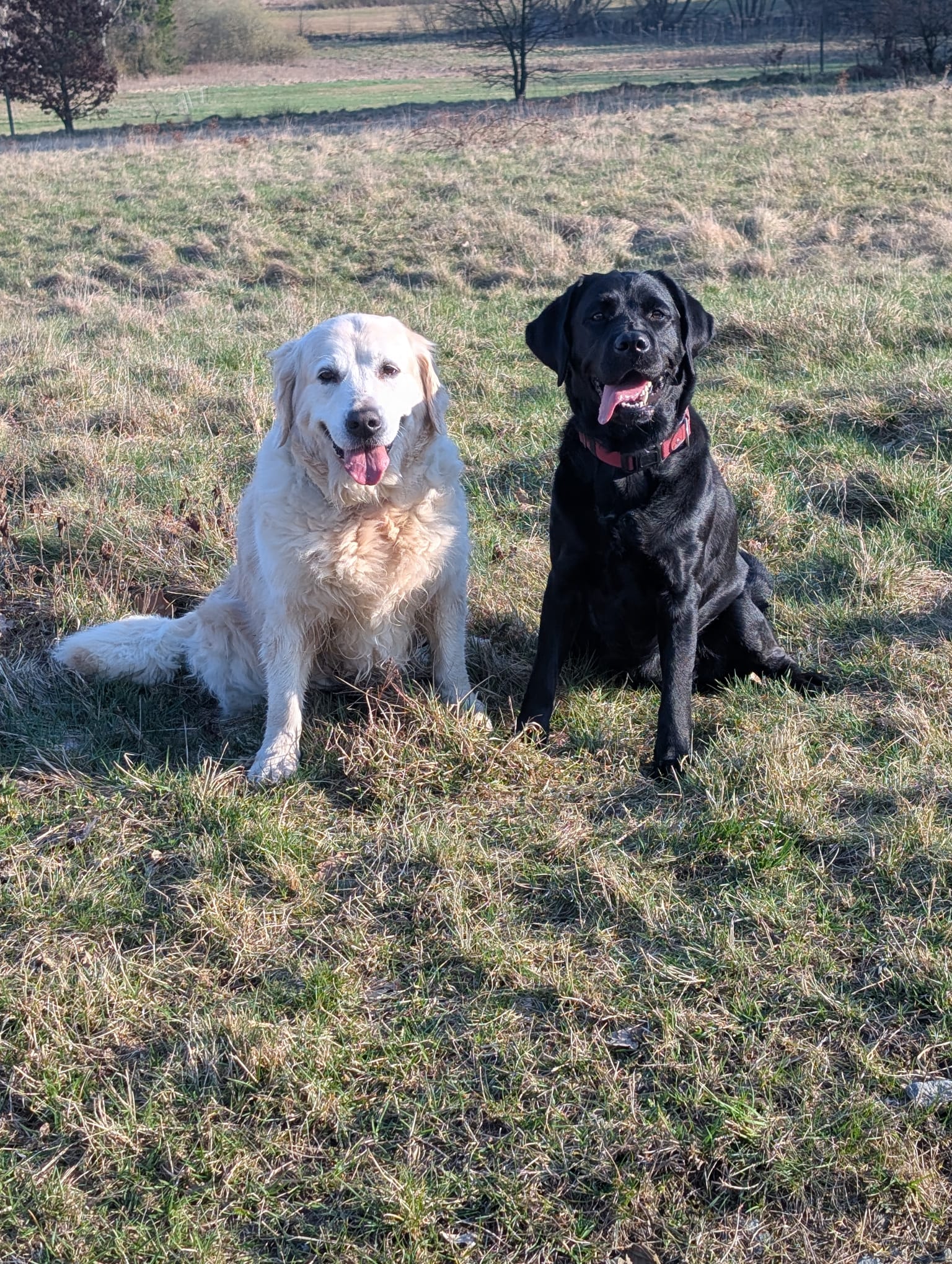Birgit Wachendörfers Hunde – hundegestützte Therapie in sozialen Einrichtungen